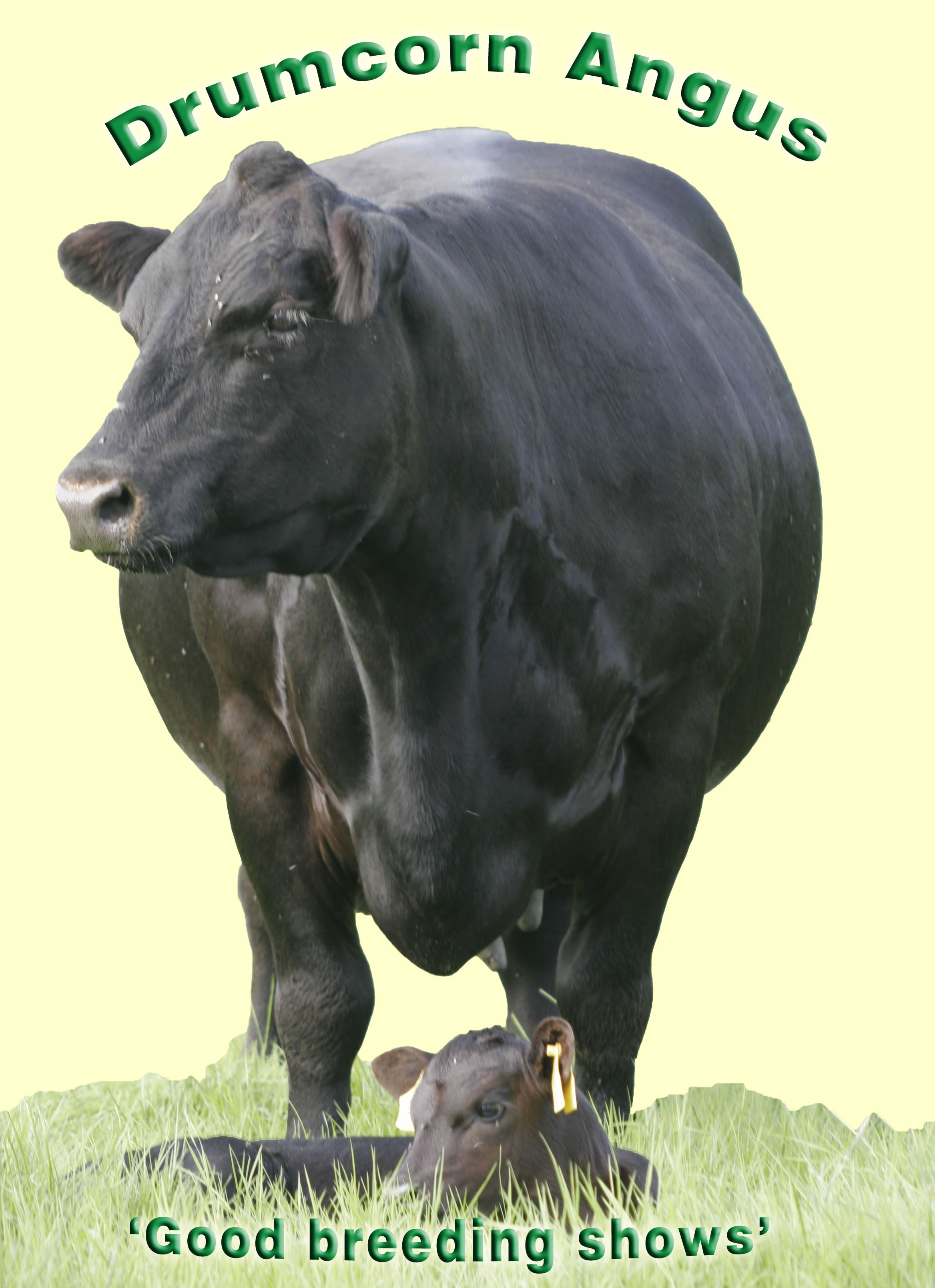 drumcorn cow and calf